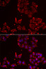 Cell Biology Antibodies 3 Anti-MSRA Antibody CAB12464