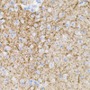 Cell Biology Antibodies 3 Anti-NTF3 Antibody CAB12476