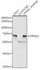 KO Validated Antibodies 1 Anti-PTPN11 Antibody CAB12486KO Validated