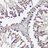 Cell Biology Antibodies 3 Anti-VAMP2 Antibody CAB1249