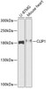 Signal Transduction Antibodies 1 Anti-CLIP1 Antibody CAB12498