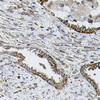 Cell Biology Antibodies 3 Anti-SHH Antibody CAB12503