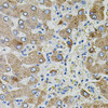 Cell Biology Antibodies 3 Anti-TGFA Antibody CAB12522
