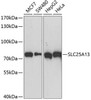 Signal Transduction Antibodies 1 Anti-SLC25A13 Antibody CAB12557