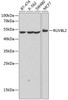 Epigenetics and Nuclear Signaling Antibodies 1 Anti-RUVBL2 Antibody CAB12564
