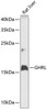 Cell Biology Antibodies 3 Anti-GHRL Antibody CAB12581