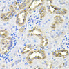 Cell Cycle Antibodies 1 Anti-CDCA8 Antibody CAB12594