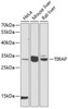 Immunology Antibodies 1 Anti-TIRAP Antibody CAB12606