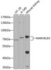 Cell Biology Antibodies 3 Anti-MARVELD2 Antibody CAB12612
