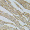 Cell Biology Antibodies 3 Anti-TRPV3 Antibody CAB12613