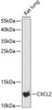 Cell Biology Antibodies 3 Anti-CXCL2 Antibody CAB12639