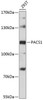 Immunology Antibodies 1 Anti-PACS1 Antibody CAB12659