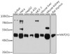 KO Validated Antibodies 1 Anti-MAP2K1 Antibody CAB12687KO Validated