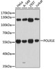 Epigenetics and Nuclear Signaling Antibodies 1 Anti-POLR1E Antibody CAB12700