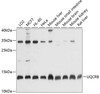 Cell Biology Antibodies 3 Anti-UQCRB Antibody CAB1273