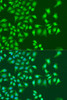 Cell Biology Antibodies 3 Anti-NIN Antibody CAB12734