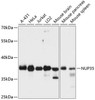 Epigenetics and Nuclear Signaling Antibodies 1 Anti-NUP35 Antibody CAB12762