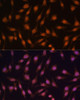 Immunology Antibodies 1 Anti-EED Antibody CAB12773