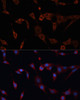 Cell Biology Antibodies 3 Anti-PDIA2 Antibody CAB12789