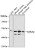 Cell Biology Antibodies 3 Anti-NMUR2 Antibody CAB12812