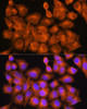 Cell Biology Antibodies 3 Anti-PHOSPHO2 Antibody CAB12816