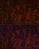 Cell Biology Antibodies 3 Anti-SNX13 Antibody CAB12821