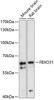 Cell Cycle Antibodies 1 Anti-FBXO31 Antibody CAB12888