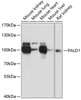 Cell Biology Antibodies 3 Anti-PALD1 Antibody CAB12893