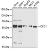 Cell Biology Antibodies 3 Anti-DKC1 Antibody CAB12914