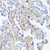 Immunology Antibodies 1 Anti-Fibronectin Antibody CAB12932