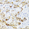 Immunology Antibodies 1 Anti-Fibronectin Antibody CAB12932