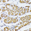 Immunology Antibodies 1 Anti-VAPA Antibody CAB12939