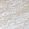 Cell Cycle Antibodies 1 Anti-SEPT5 Antibody CAB12953