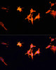 Cell Biology Antibodies 3 Anti-MST1 Antibody CAB12963