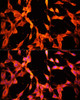 Cell Biology Antibodies 3 Anti-MST1 Antibody CAB12963