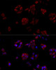 Cell Biology Antibodies 3 Anti-CD40L Antibody CAB13002