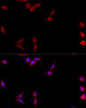 Cell Biology Antibodies 3 Anti-CD40L Antibody CAB13002