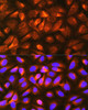 Cell Biology Antibodies 3 Anti-LRPAP1 Antibody CAB13026