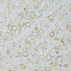 Cell Biology Antibodies 3 Anti-MTNR1A Antibody CAB13030