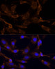 Cell Biology Antibodies 3 Anti-RPL27 Antibody CAB13044