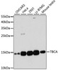 Cell Biology Antibodies 3 Anti-TBCA Antibody CAB13050