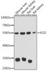 Cell Biology Antibodies 3 Anti-ECI2 Antibody CAB13072