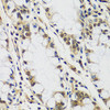 Cell Cycle Antibodies 1 Anti-CASC5 Antibody CAB13108