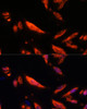 Cell Biology Antibodies 3 Anti-LRRC7 Antibody CAB13114