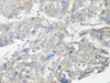 Cell Death Antibodies 1 Anti-MUL1 Antibody CAB13125