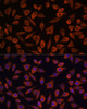 Immunology Antibodies 1 Anti-TSLP Antibody CAB13134