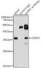 Epigenetics and Nuclear Signaling Antibodies 1 Anti-U2AF1 Antibody CAB13166