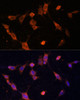 Signal Transduction Antibodies 1 Anti-UFC1 Antibody CAB13192