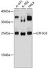 Epigenetics and Nuclear Signaling Antibodies 1 Anti-GTF3C6 Antibody CAB13233