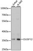 Cell Biology Antibodies 3 Anti-DUSP12 Antibody CAB13247